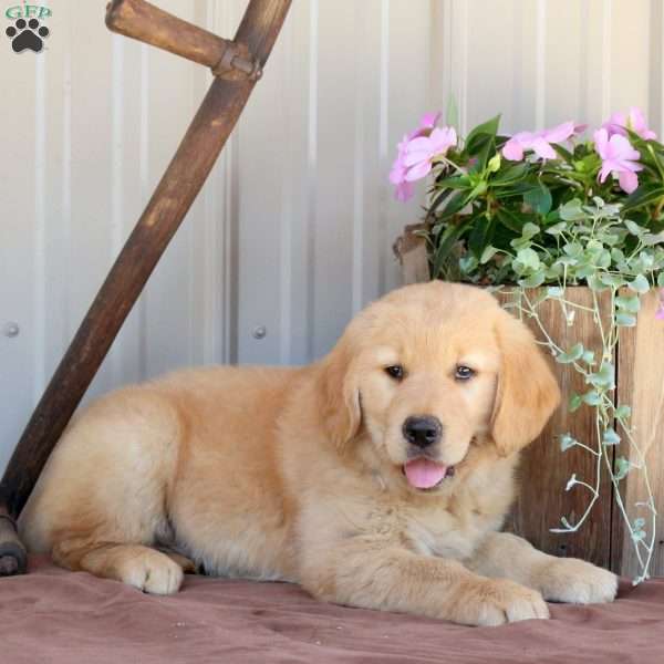 Bella, Golden Retriever Puppy