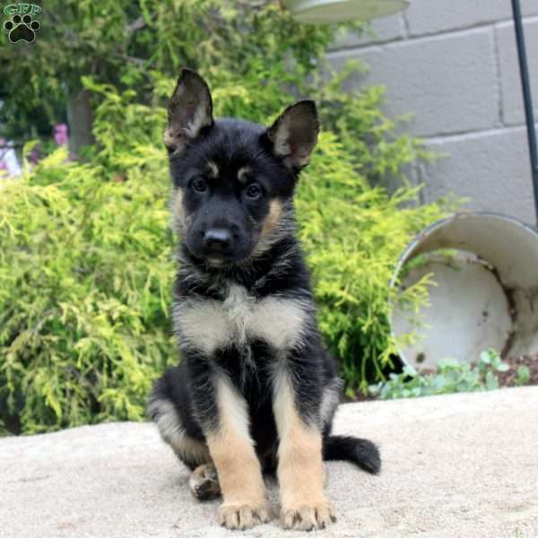 Bella, German Shepherd Mix Puppy
