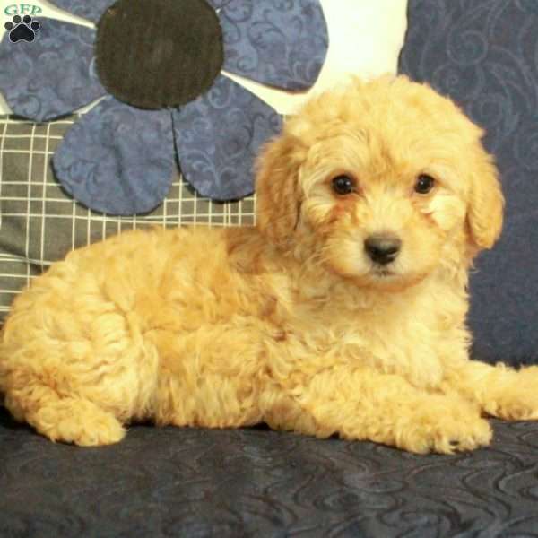 Bella, Yorkie Poo Puppy