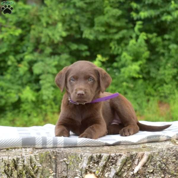 Bella, Labradoodle Puppy