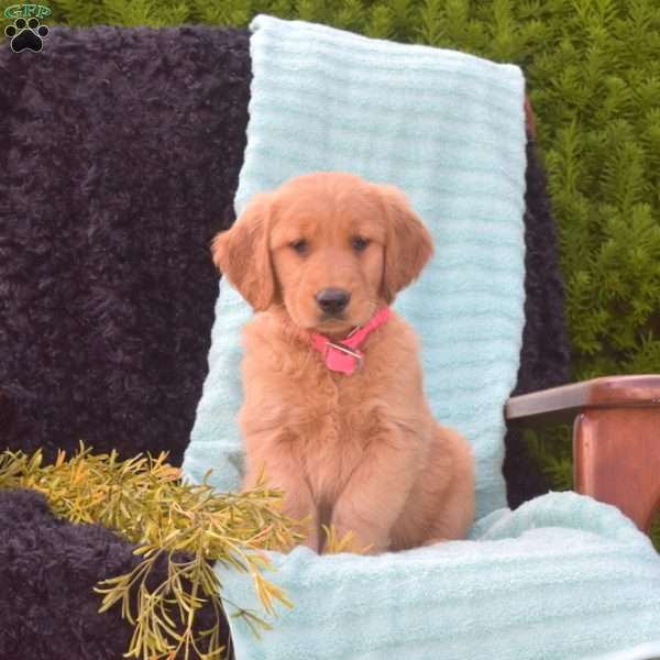 Bella, Golden Retriever Puppy