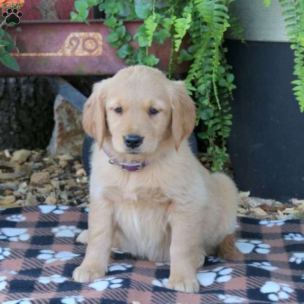 Bella, Golden Retriever Puppy