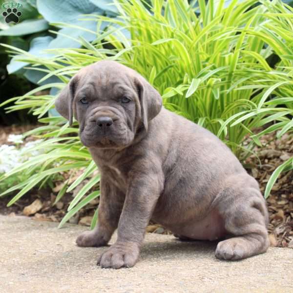 Bella, Cane Corso Puppy