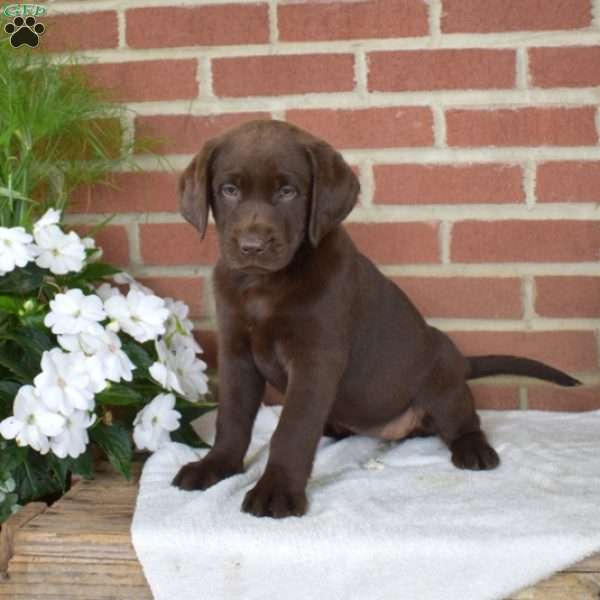 Bella, Chocolate Labrador Retriever Puppy