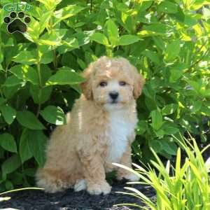 Bella, Bich-Poo Puppy