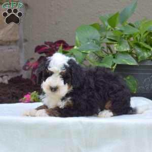 Bella, Mini Bernedoodle Puppy