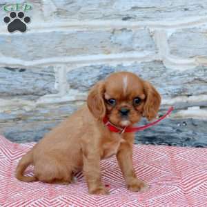 Bella, Cavalier King Charles Spaniel Puppy