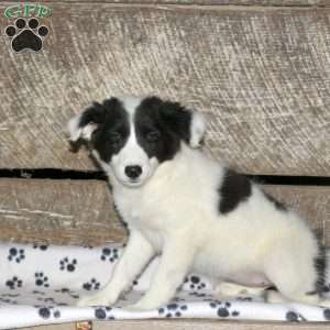 Bella, Border Collie Mix Puppy