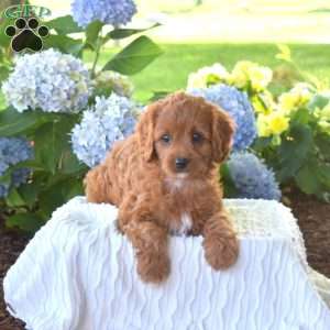 Bella, Cavapoo Puppy
