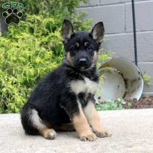 Bella, German Shepherd Mix Puppy