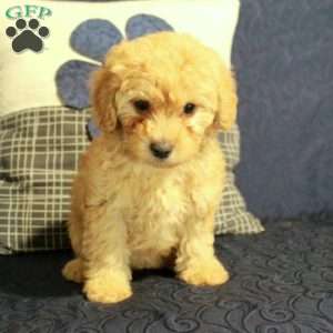 Bella, Yorkie Poo Puppy