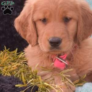 Bella, Golden Retriever Puppy
