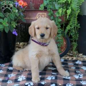 Bella, Golden Retriever Puppy