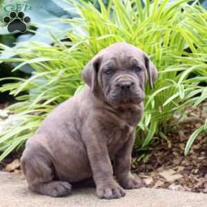 Bella, Cane Corso Puppy