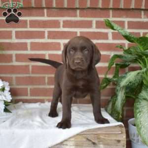 Bella, Chocolate Labrador Retriever Puppy