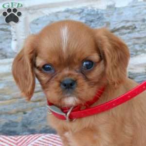 Bella, Cavalier King Charles Spaniel Puppy