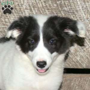 Bella, Border Collie Mix Puppy