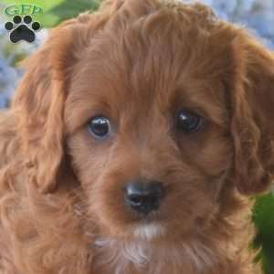 Bella, Cavapoo Puppy
