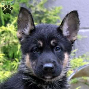 Bella, German Shepherd Mix Puppy