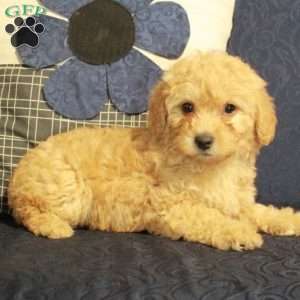 Bella, Yorkie Poo Puppy