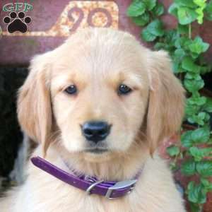 Bella, Golden Retriever Puppy