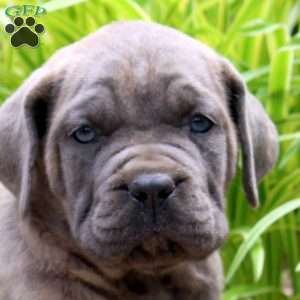 Bella, Cane Corso Puppy