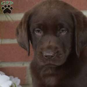 Bella, Chocolate Labrador Retriever Puppy