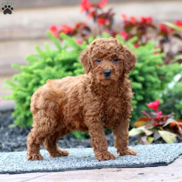 Bella, Miniature Poodle Puppy