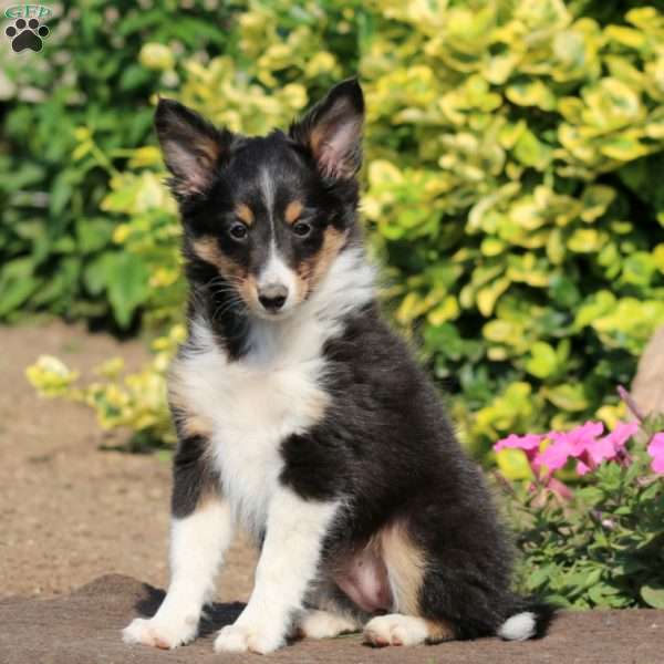Bella, Sheltie Puppy