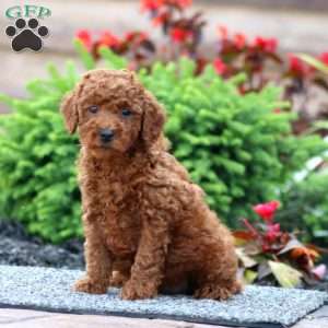 Bella, Miniature Poodle Puppy