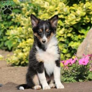 Bella, Sheltie Puppy