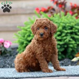 Bella, Miniature Poodle Puppy