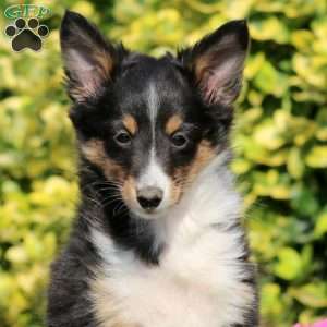 Bella, Sheltie Puppy
