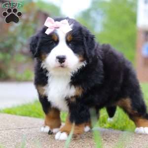 Bella, Bernese Mountain Dog Puppy