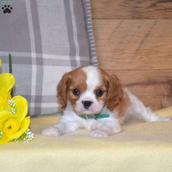 Belle, Cavalier King Charles Spaniel Puppy