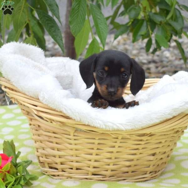 Belle-Miniature, Dachshund Puppy