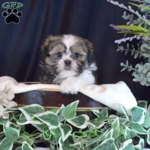 Belle, Shih Tzu Puppy