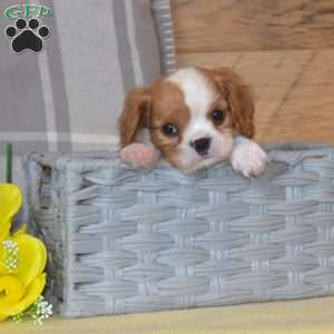 Belle, Cavalier King Charles Spaniel Puppy