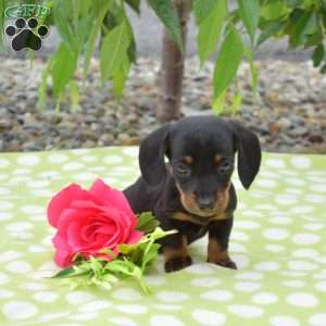 Belle-Miniature, Dachshund Puppy