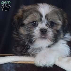 Belle, Shih Tzu Puppy