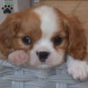 Belle, Cavalier King Charles Spaniel Puppy