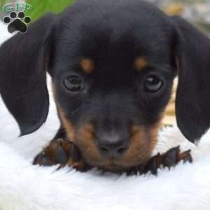Belle-Miniature, Dachshund Puppy
