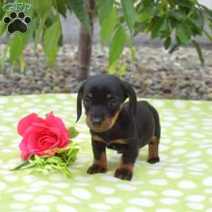 Belle-Miniature, Dachshund Puppy