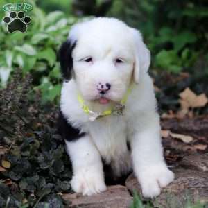 Ben, Old English Sheepdog Puppy