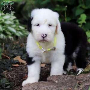 Ben, Old English Sheepdog Puppy