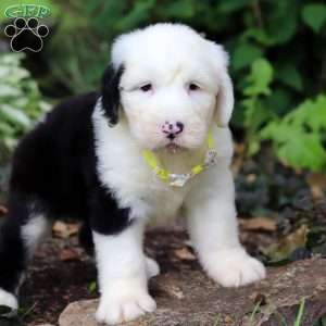 Ben, Old English Sheepdog Puppy