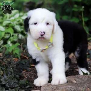 Ben, Old English Sheepdog Puppy