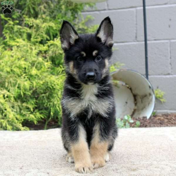 Ben, German Shepherd Mix Puppy
