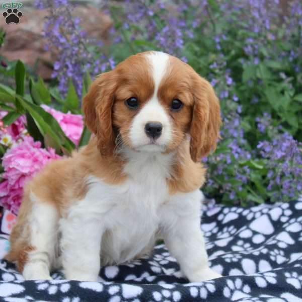Ben, Cavalier King Charles Spaniel Puppy