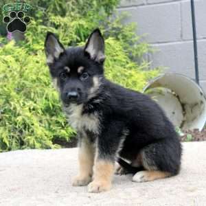 Ben, German Shepherd Mix Puppy